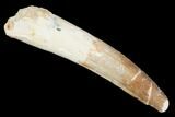 Real Spinosaurus Tooth - Rooted! #102904-1